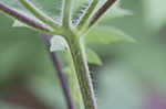 Whiteflower leafcup